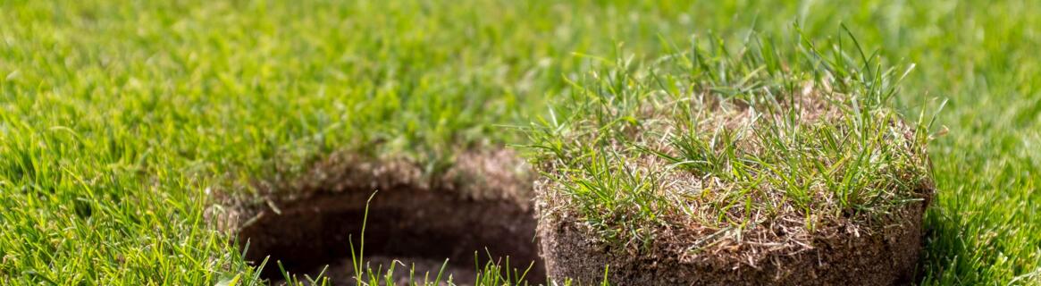 Najczęstsze choroby trawnika – jak im przeciwdziałać