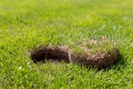 Najczęstsze choroby trawnika – jak im przeciwdziałać