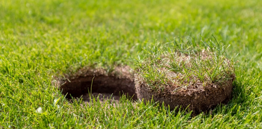 Najczęstsze choroby trawnika – jak im przeciwdziałać