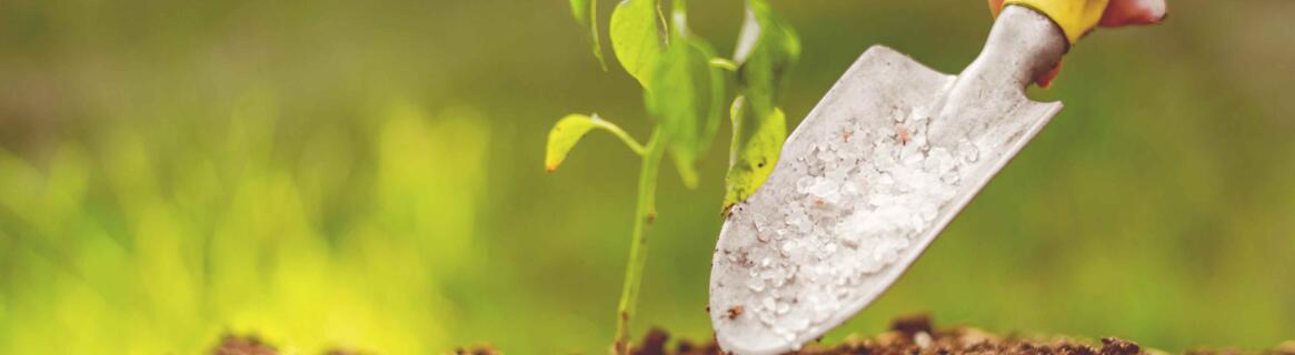 Czym zakwasić ziemię?