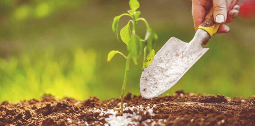 Czym zakwasić ziemię?