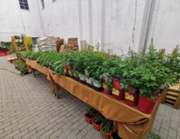 PSB Mrówka Korsze