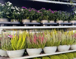 PSB Mrówka Niepołomice