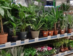 PSB Mrówka Elbląg ul. Grunwaldzka